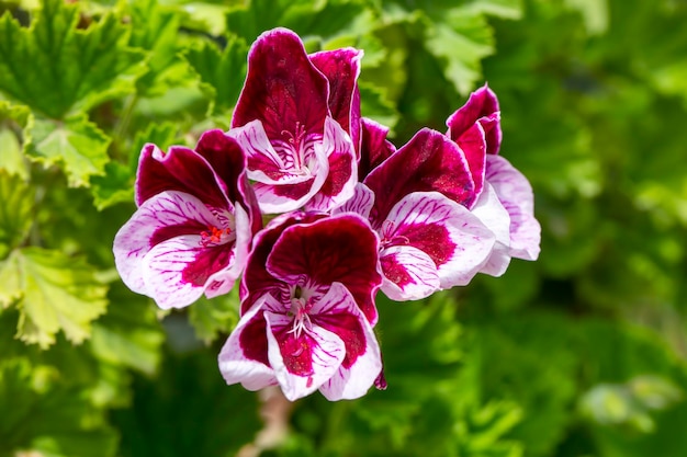 Geranio rosa o pelargonium en el jardín.