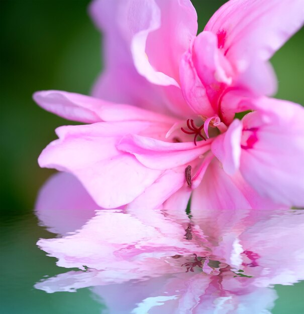 Geranio rosa reflejado en el agua