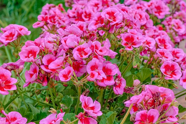 Gerânios cor-de-rosa e vermelhos em um jardim