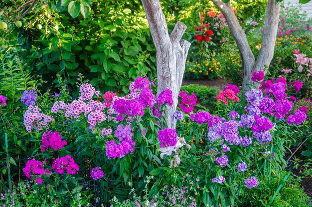 Geranios de diferentes colores en el jardín de la parcela.en