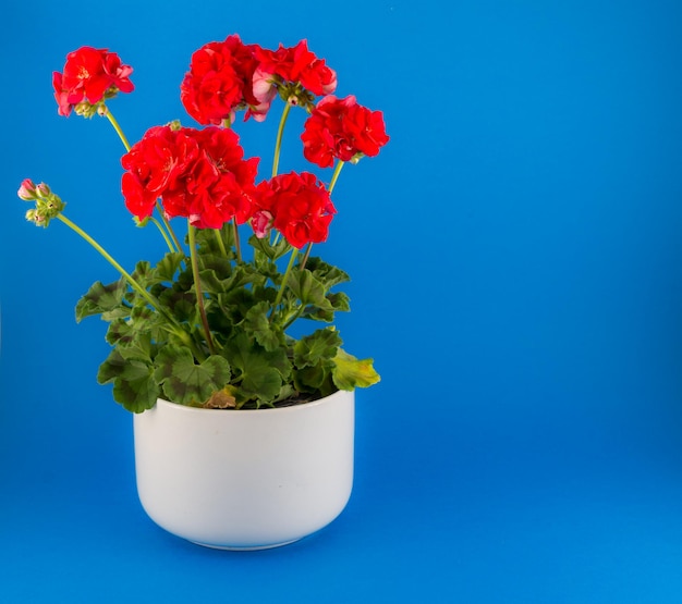 Geranios rojos aislados en una olla blanca