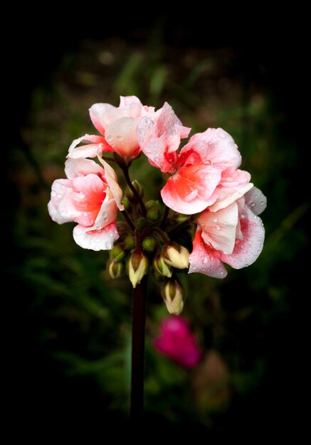 Geranios rosas y blancos aislados sobre fondo oscuro