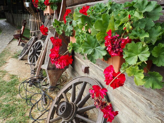 Gerânios zonais vermelhos em design Pelargonium peltatum é uma espécie de pelargonium conhecida pelos nomes comuns Pelargonium grandiflorum Cranesbill ou guindaste Folhas verdes Floricultura e horticultura