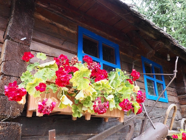 Gerânios zonais vermelhos em design Pelargonium peltatum é uma espécie de pelargonium conhecida pelos nomes comuns Pelargonium grandiflorum Cranesbill ou guindaste Folhas verdes Floricultura e horticultura