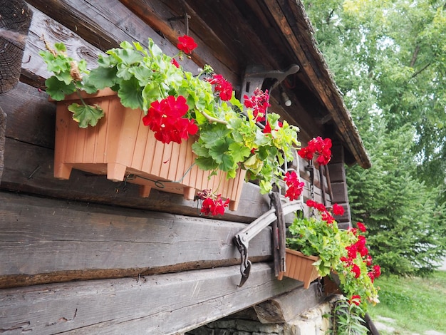 Foto geranios zonales rojos en diseño pelargonium peltatum es una especie de pelargonium conocida por nombres comunes pelargonium grandiflorum cranesbill o crane'sbill hojas verdes floricultura y horticultura