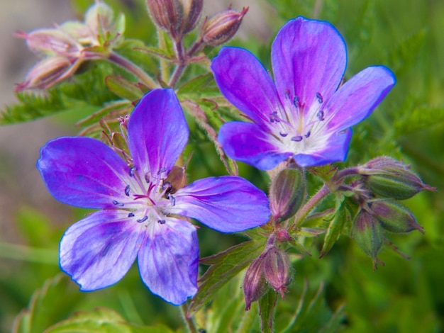 Geranium argente