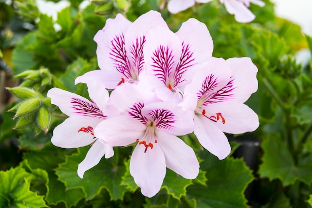 Geranium Blumen Pelargonium Frühling