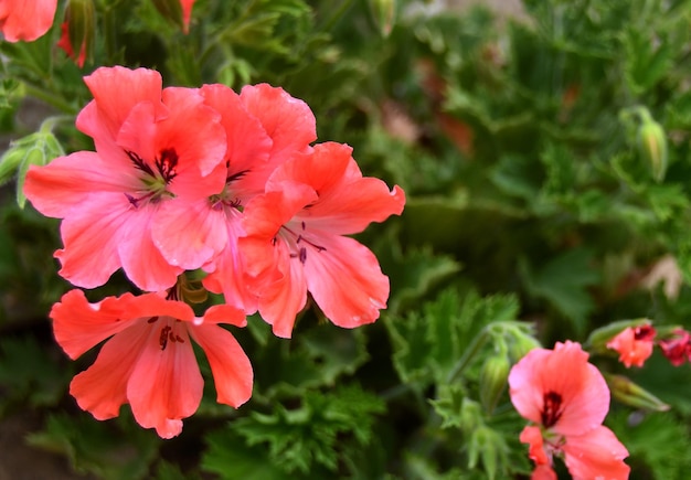 Geranium lachsfarbene Blüten