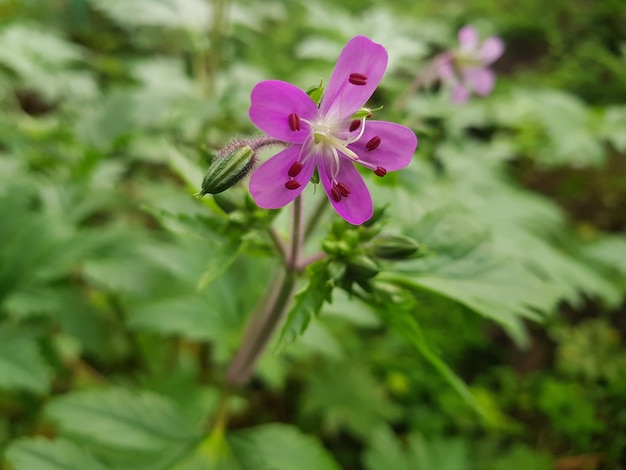 Geranium maculatum o genarius salvaje en su color púrpura en el prado