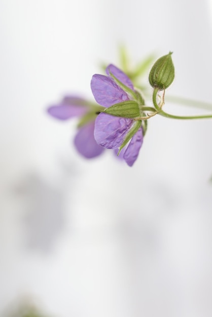 Geranium pratense, der Wiesen-Storchschnabel oder Wiesengeranienblüten mit weißem Hintergrund