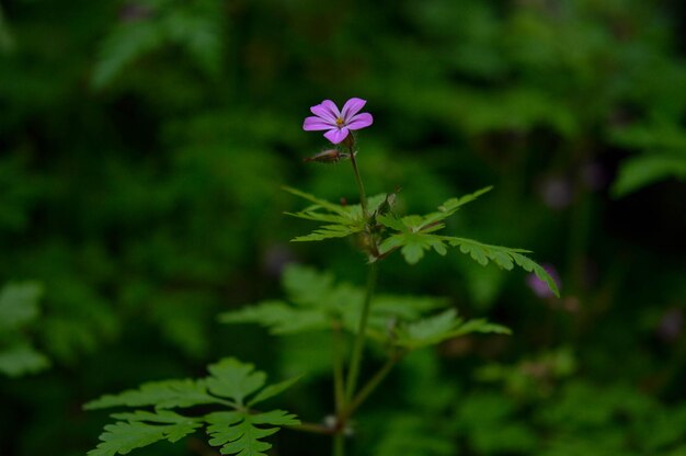 Geranium robertianum pequena flor roxa