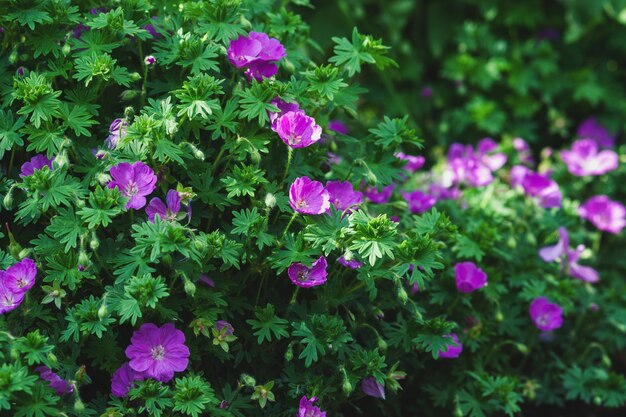 Foto geranium sanguineum bloody cranesbill planta con flores a la sombra del jardín de verano