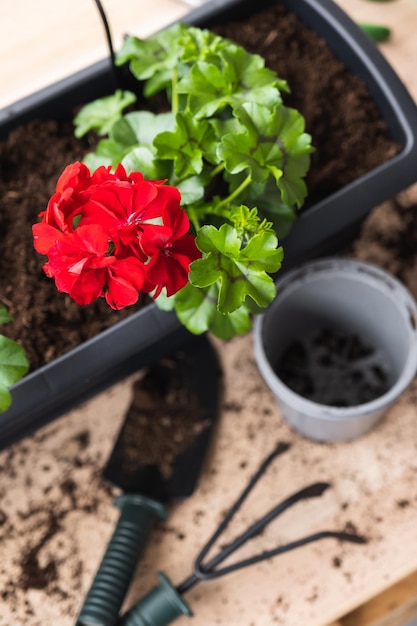 Geranium-Transplantationsprozess Blumentöpfe für Balkon- oder Terrassendekoration und Gartengeräte