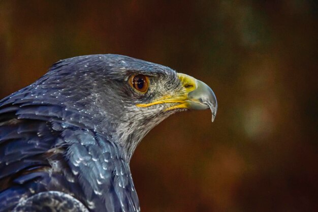 Geranoaetus melanoleucus o águila blindada es una especie de ave accipitriforme de la familia Accipitridae