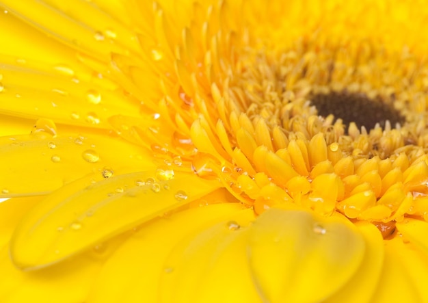 Foto gerber amarelo sobre fundo branco