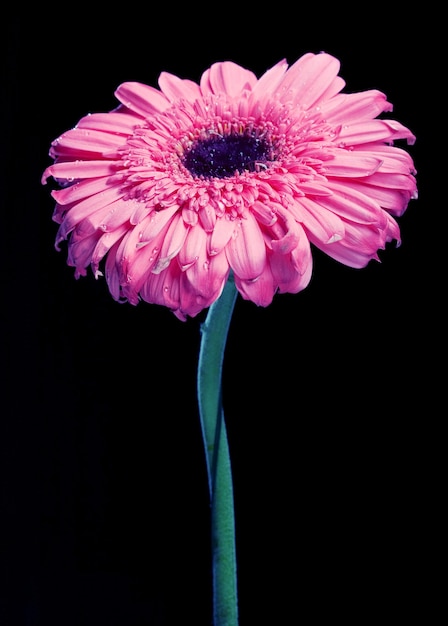 Gerber Daisy De Pie Alto