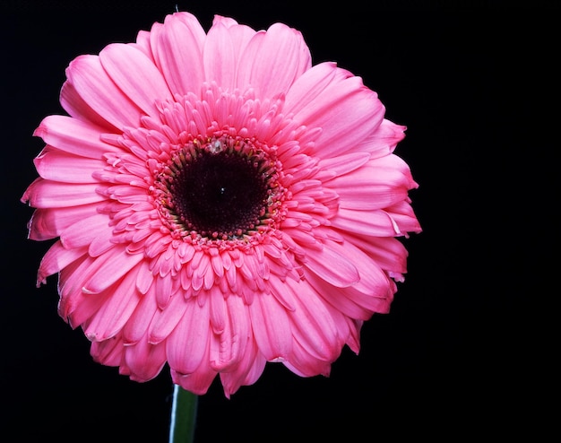 Gerber Daisy De Pie Alto