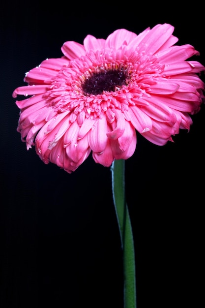 Gerber Daisy De Pie Alto