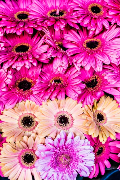 Gerber estrados na escolha do mercado de flores frescas gerberas coloridas para venda