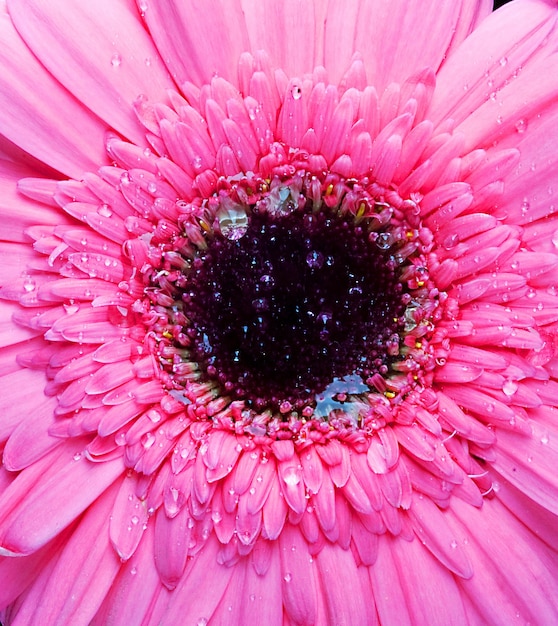 Gerber rosa com gota de água de perto