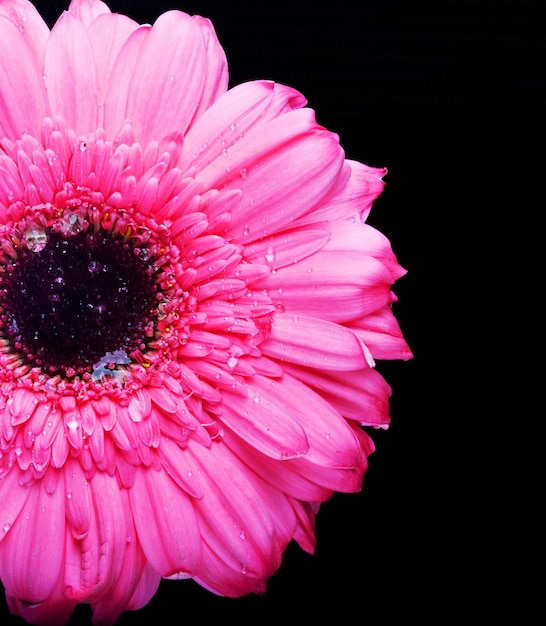 Gerber rosa con gota de agua