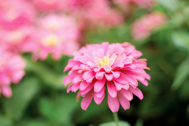 Gerbera al amanecer en el jardín.