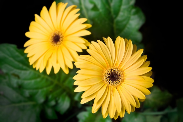 Gerbera amarela flor - gerbera daisy