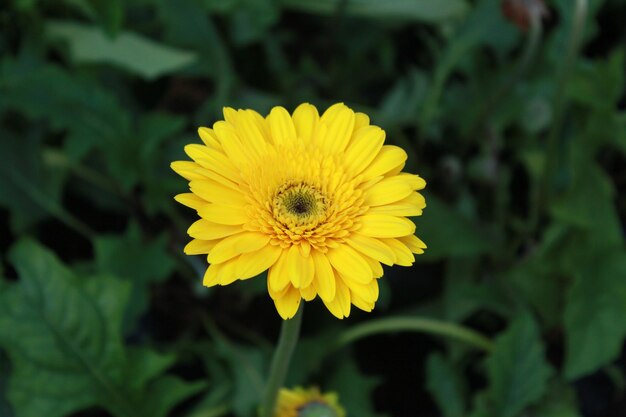 Gerbera Amarela