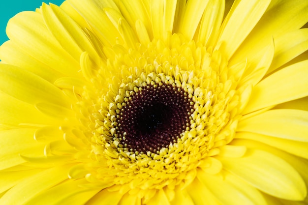 Gerbera amarelo brilhante sobre um fundo verde.