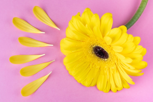 Foto gerbera amarillo brillante sobre un fondo rosa pastel. alrededor de la flor hay pétalos como si fueran los rayos del sol.