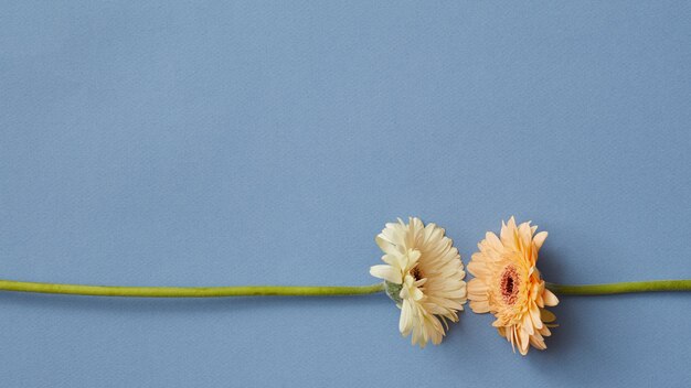 Gerbera blanca y naranja aislada sobre un fondo de papel azul