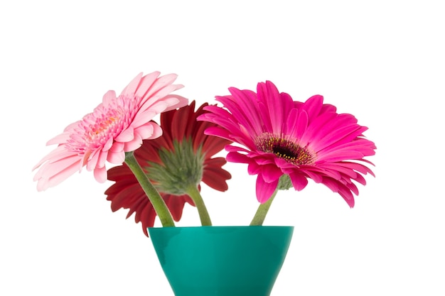 Gerbera-Blume auf der Vase, lokalisierter weißer Hintergrund.