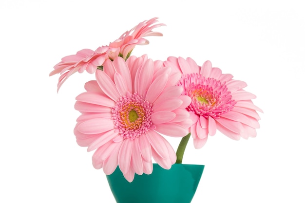 Gerbera-Blume auf der Vase, lokalisierter weißer Hintergrund.