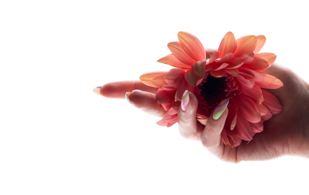 Gerbera-Blume in weiblicher Hand