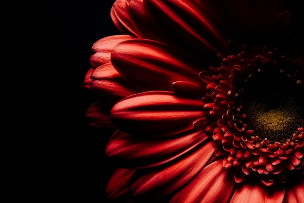 Gerbera-Blume isoliert auf schwarzem Hintergrund