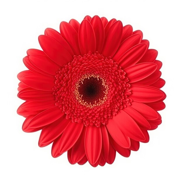 Gerbera-Blume isoliert Illustration AI Generativ