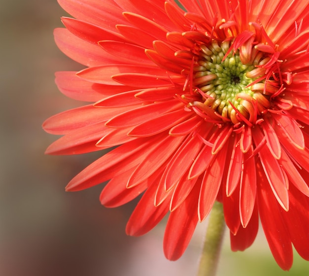 Gerbera-Blume Nahaufnahme