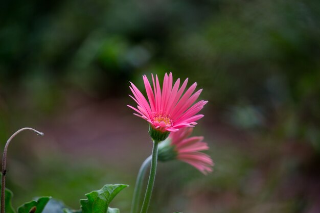 Gerbera Blume