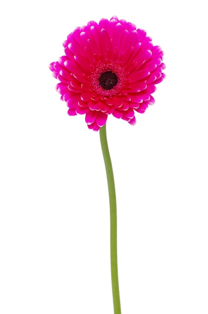 Gerbera Blume