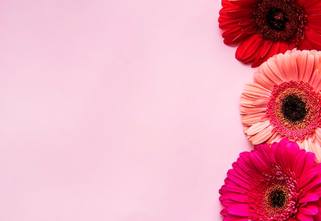Gerbera Blumen auf einer rosa Pastellwand. Draufsicht