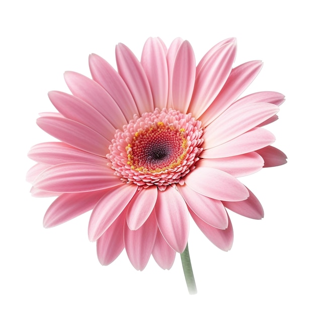 Gerbera Daisy flor aislada en el fondo con IA generativa