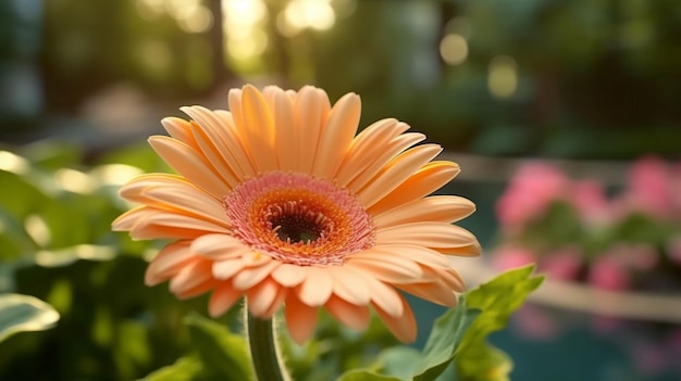 Gerbera Daisy flor bellamente florecida con fondo natural IA generativa