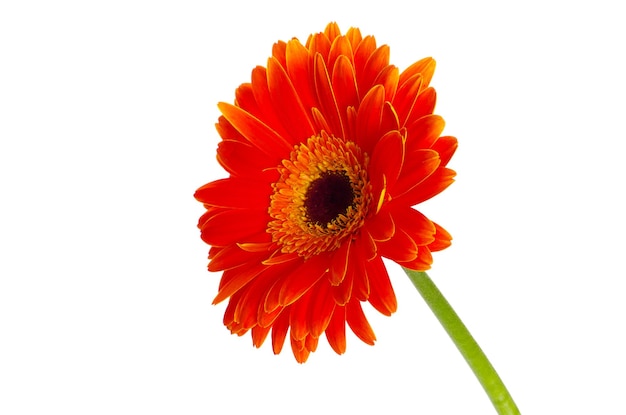 Gerbera, flor, isolado, branca, fundo