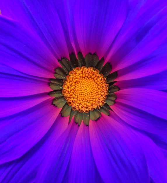 Gerbera flor macro azul