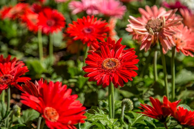 Gerbera flor planta cor