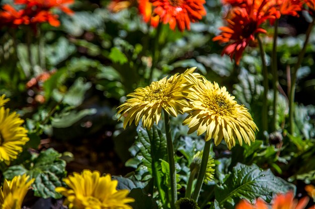 Gerbera flor planta cor