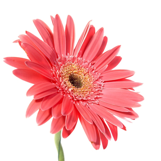 Gerbera flor roja aislado sobre fondo blanco.