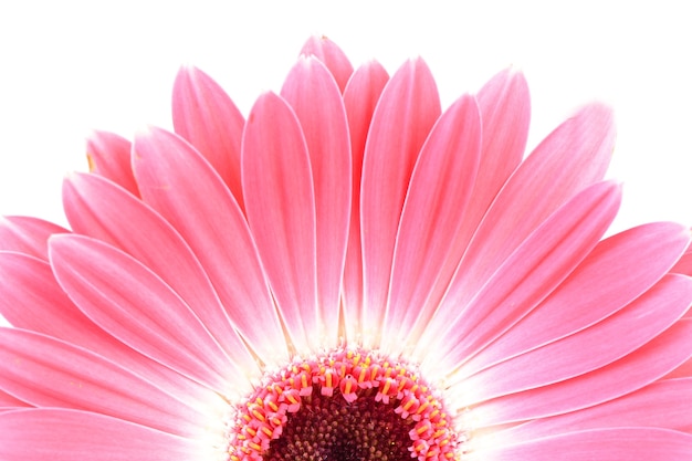 Gerbera flor