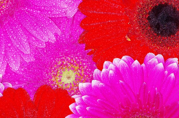 Gerbera Flor