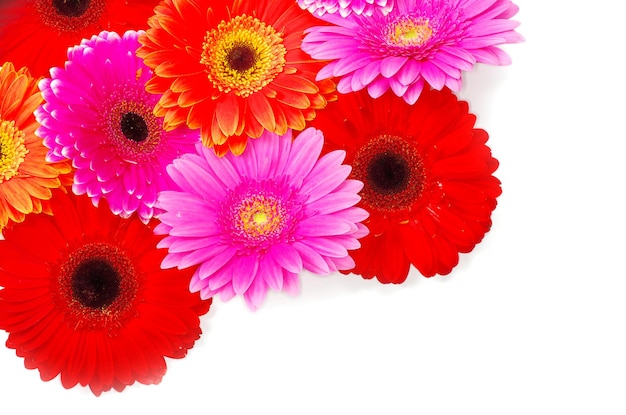 Gerbera Flor